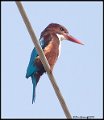 _9SB1941white-throated kingfisher